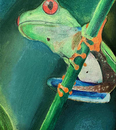 Green Tree Frog /Student Work